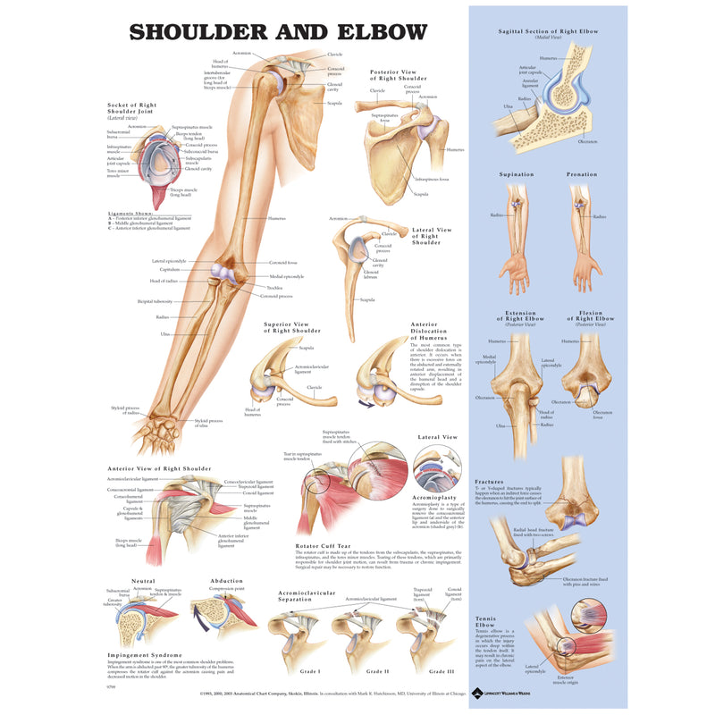 Shoulder & Elbow, Styrene Plastic (026561) (DROP SHIP ONLY)