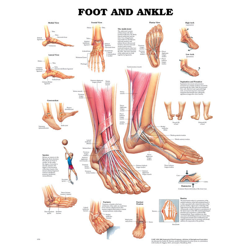 Foot & Ankle, Styrene Plastic (026558) (DROP SHIP ONLY)
