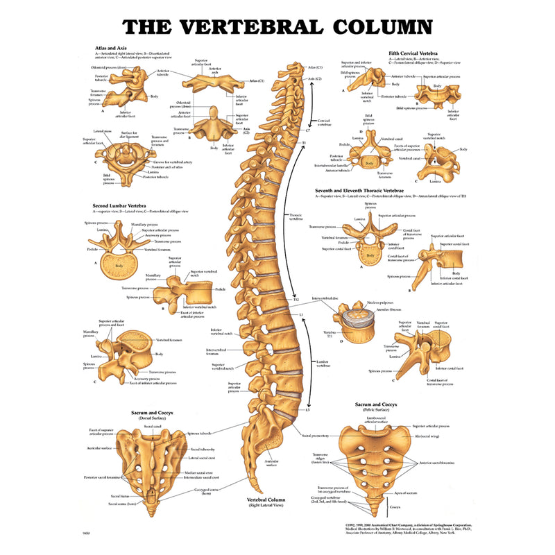 Vertebral Column Chart, Styrene Plastic (026566) (DROP SHIP ONLY)