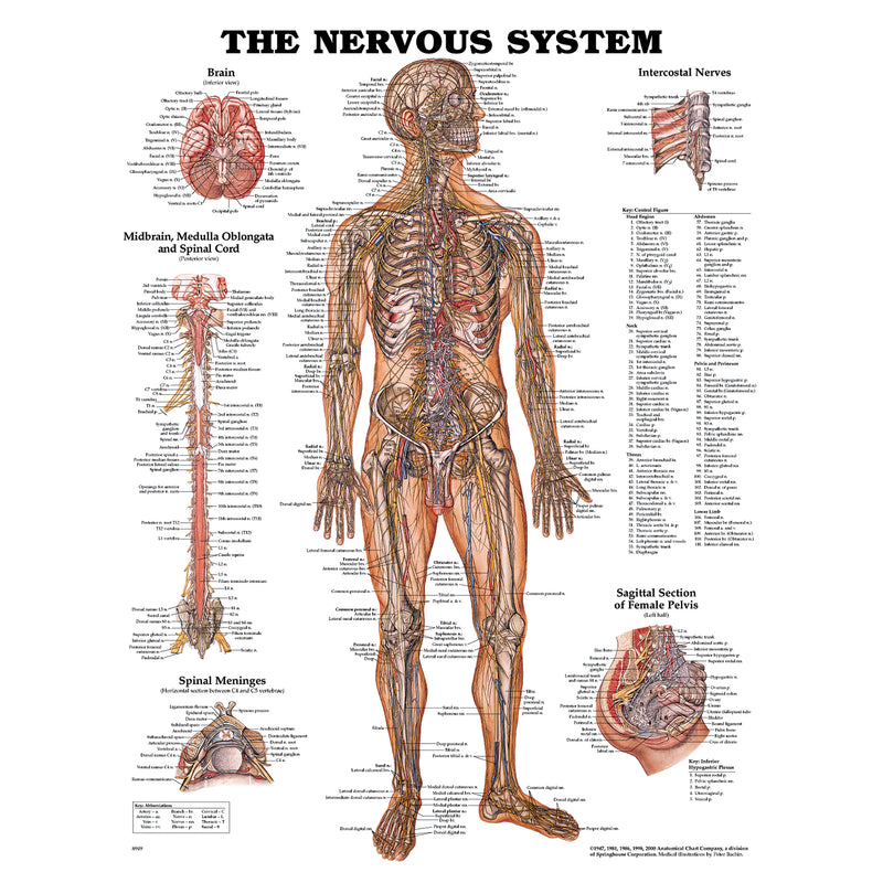 Nervous System Chart, Styrene Plastic (026564) (DROP SHIP ONLY)