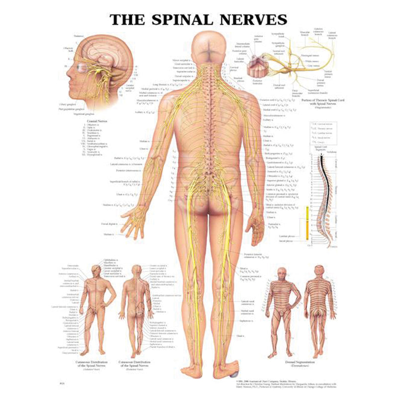 Spinal Nerves Chart, Styrene Plastic (026594) (DROP SHIP ONLY)