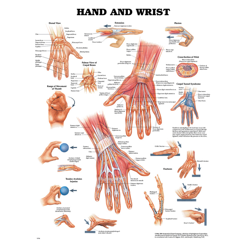 Hand & Wrist Chart, Styrene Plastic (026559) (DROP SHIP ONLY)